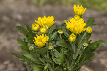 Yellow chrysanthemum flowers.
