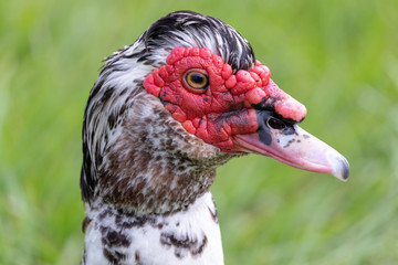 Duck closeup