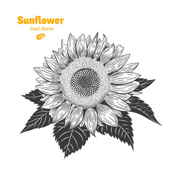 Sunflower hand drawn illustration