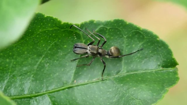 Close-up the Black Ant Mimicking Jumping spider on green leaf.