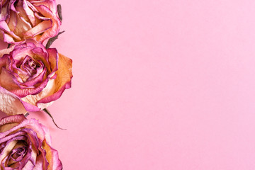 Dried pink roses on pink background, arranged on the left side.