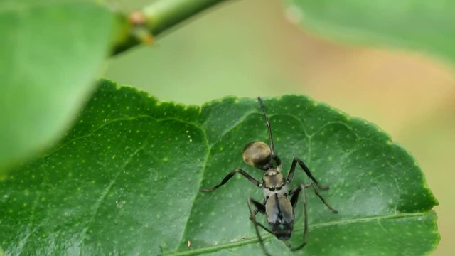 Close-up the Black Ant Mimicking Jumping spider on green leaf.