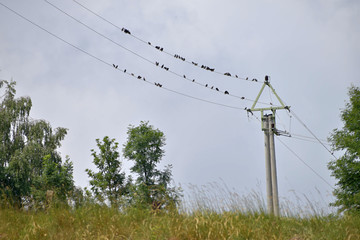 Obraz premium A flock of birds sitting on a power line.
