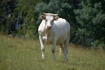 Beef cattle in pasture. White cow.