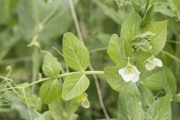 Green leaves and white pea flowers.
