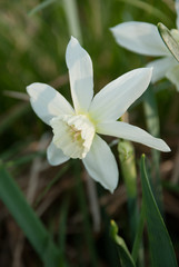 Daffodil Thalia (narcissus) plants