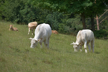 Herd of cows grazing in a pasture near the forest.