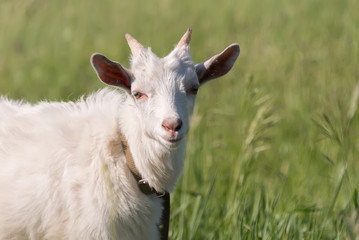 a white goat is eating grass on a meadow