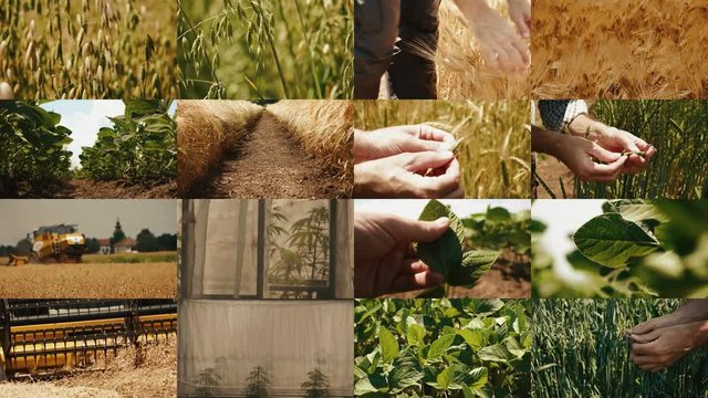 Agricultural  crops farming multiple screen video