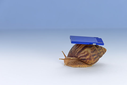 low speed concept, snails and flash drives - Powered by Adobe