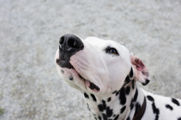 Portrait of a Dalmatian dog. Focus on nose tip.