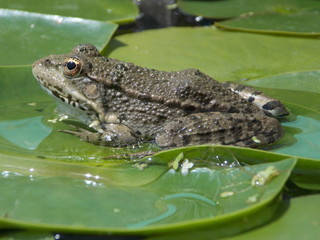 grenouille