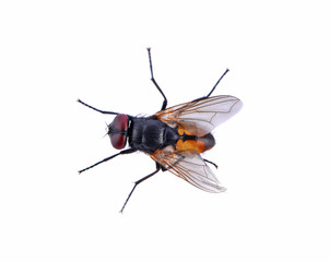 fly isolated on white background