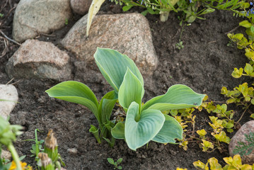 Hosta young plant