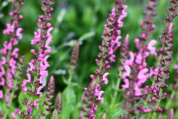 Salvia nemorosa is good winter-hardy salvia's and beautiful flowering border plant