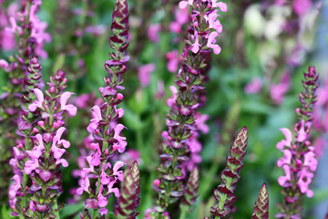 Pink flowers from Salvia nemorosa good winter-hardy salvia's