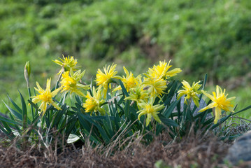 Daffodil Rip Van Winkle (narcissus) flowers