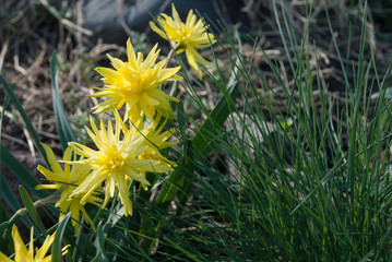 Daffodil Rip Van Winkle (narcissus) flowers and Festuca glauca (blue fescue)