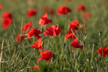 Poppies in a field