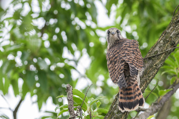 チョウゲンボウの若鳥