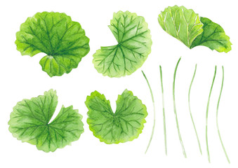 Set of gotu kola leaf watercolor illustration on white background, health care and medical concept