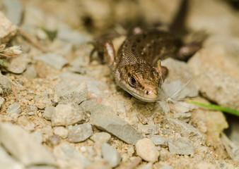 Lizard crawling across the rocky surface
