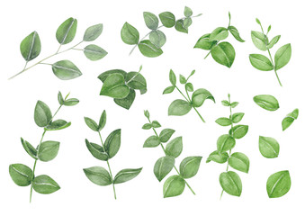 Set of eucalyptus branch watercolor hand painting, tropical leaf for decoration concept