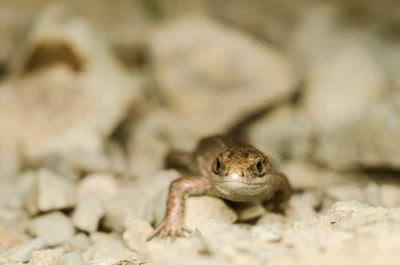 Lizard crawling across the rocky surface