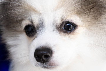 Close up puppy pomeranian waiting owner with sad face, selective focus