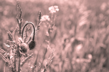 wildflowes growing on meadow in antique pink tones