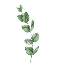 Eucalyptus branch watercolor hand painting, tropical leaf for decoration concept