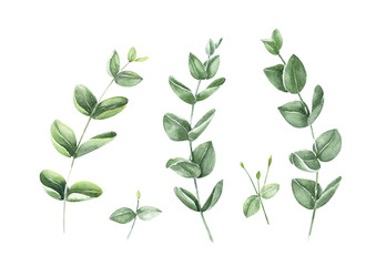 Eucalyptus branch watercolor hand painting, tropical leaf for decoration concept