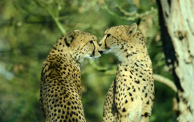 Gepard im Tierpark