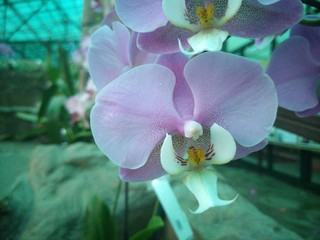 orchid in botanic garden