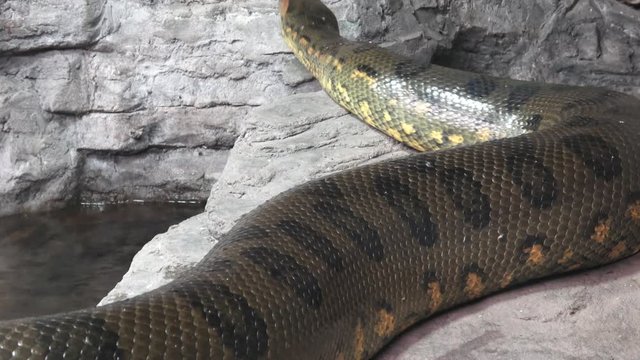 Green anaconda (Eunectes murinus). Portrait anaconda.