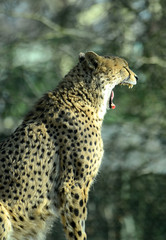 Gepard im Tierpark