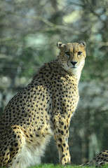 Gepard im Tierpark