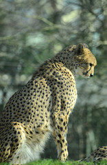 Gepard im Tierpark