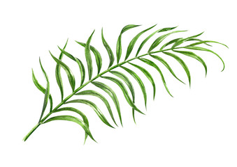 Tropical palm leaf watercolor hand drawn illustration isolated on white background