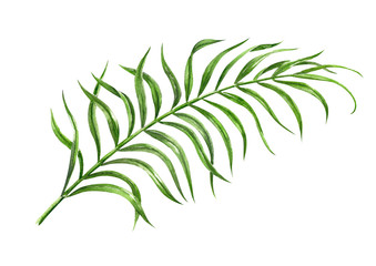 Naklejka premium Tropical palm leaf watercolor hand drawn illustration isolated on white background