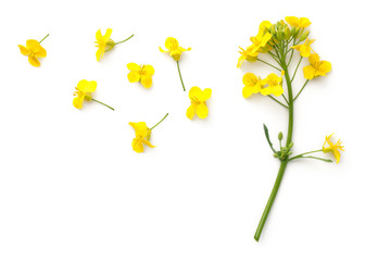 Obraz premium Kwiaty rzepaku na białym tle