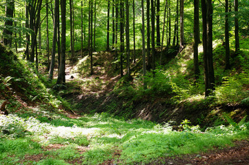 Trees in the middle of the forest, moody dark scene of the beauty of nature.