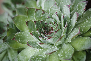 Houseleek, close-up of green pointed leaves covered with dew