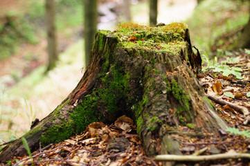 Old felled root in the forest, overgrown with mosses. Nice colors and background blur.