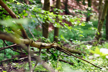 Green leaves hanging from a tree in the forest, large blur background. The photo can be used as a background.