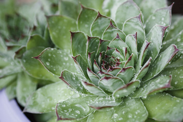 Houseleek, close-up of green pointed leaves covered with dew