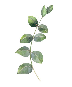 Fototapeta Eucalyptus branch watercolor hand painting, tropical leaf for decoration concept