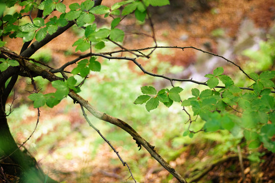 Green leaves hanging from a tree in the forest, large blur background. The photo can be used as a background.