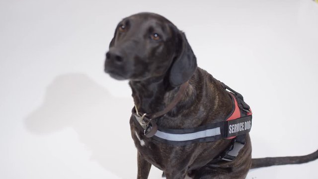 Black hound service dog on white screen