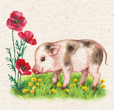 Micro Pig and Red  Poppy Flowers